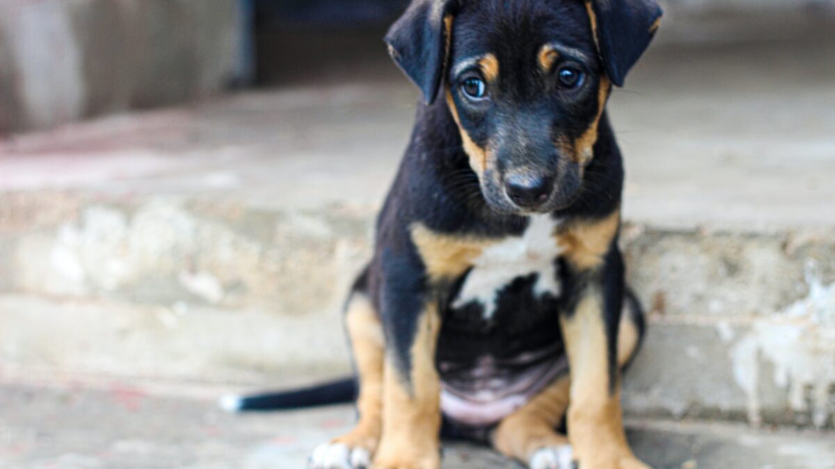 how to get over being embarrassed picture of puppy on street